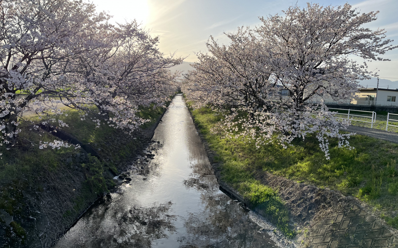 花田川の桜が満開です