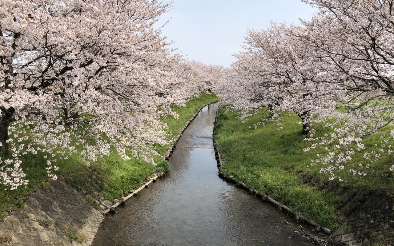 今年も桜が咲きました