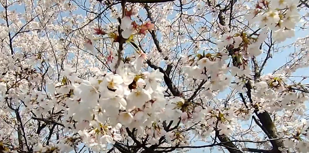 今年もきれいに桜が咲きました