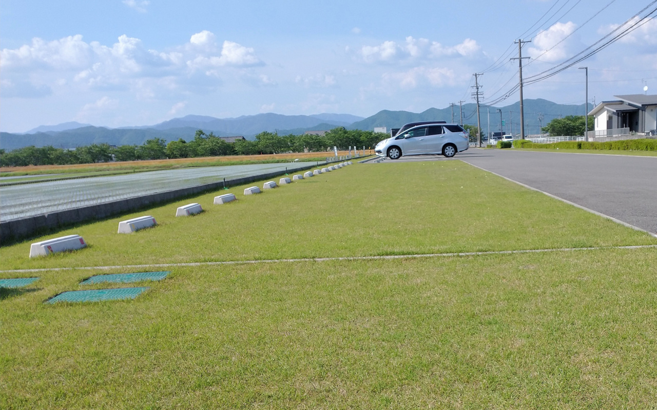 芝生の新芽は順調に育っています